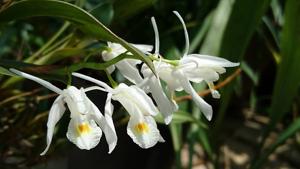 Coelogyne locii