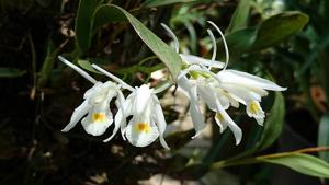 Coelogyne locii