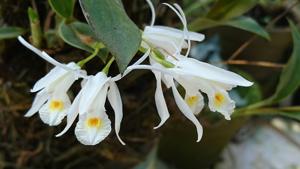 Coelogyne locii