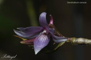 Dendrobium ceraula