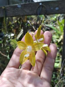 Phalaenopsis venosa