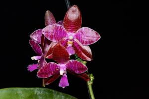 Phalaenopsis lueddemanniana