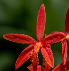 Cattleya milleri