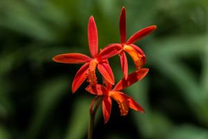 Cattleya milleri