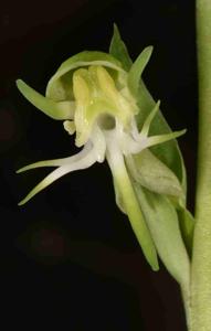 Habenaria foliosa