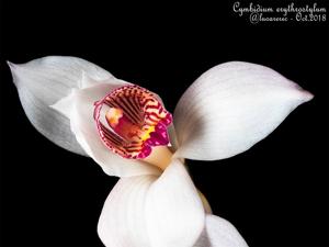 Cymbidium erythrostylum