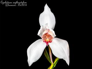 Cymbidium erythrostylum