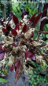 Anathallis liparanges