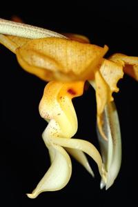 Stanhopea graveolens