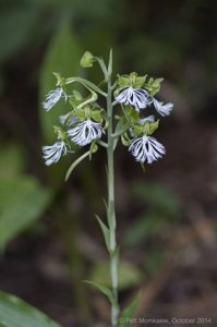 Habenaria medioflexa
