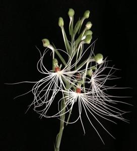 Habenaria medusa