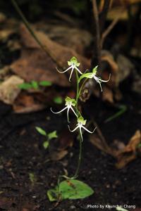 Habenaria porphyricola