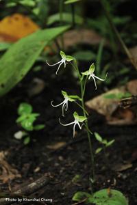 Habenaria porphyricola