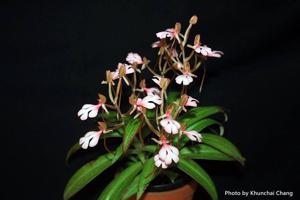 Habenaria rhodocheila