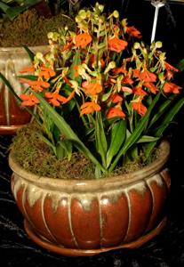 Habenaria rhodocheila