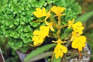 Habenaria rhodocheila