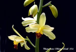 Phaius flavus