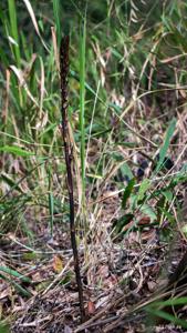 Aphyllorchis caudata