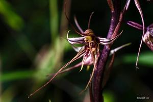 Aphyllorchis caudata