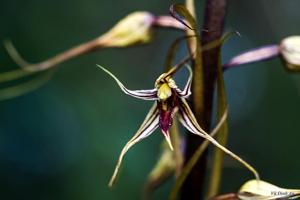Aphyllorchis caudata