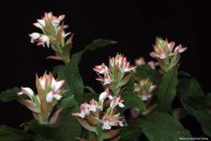 Herpysma longicaulis
