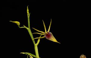 Hofmeisterella eumicroscopica