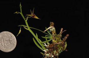 Hofmeisterella eumicroscopica