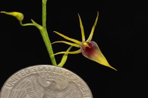 Hofmeisterella eumicroscopica