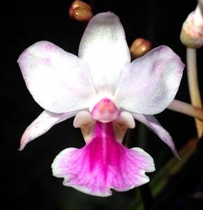 Holcoglossum amesianum