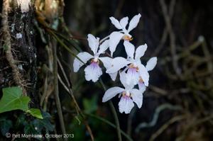 Holcoglossum kimballianum