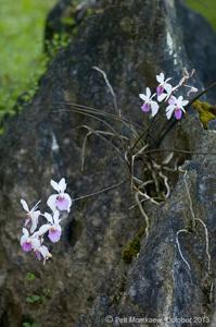 Holcoglossum kimballianum