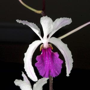 Holcoglossum kimballianum