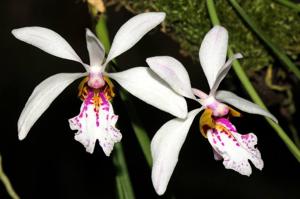 Holcoglossum wangii