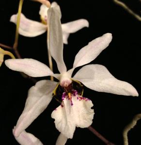 Holcoglossum wangii