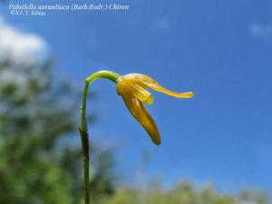 Pabstiella aurantiaca