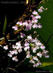 Ionopsis utricularioides