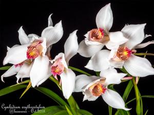 Cymbidium erythrostylum