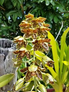 Grammatophyllum martae