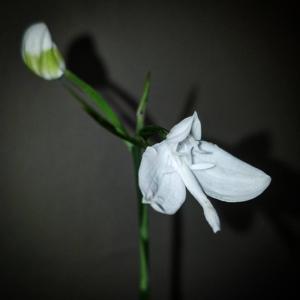 Habenaria lindleyana