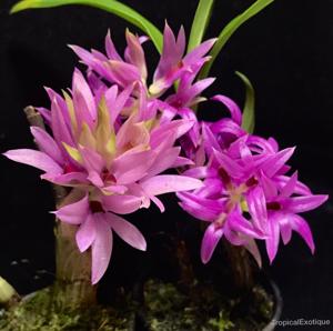 Dendrobium bracteosum