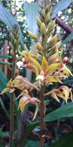 Plocoglottis plicata