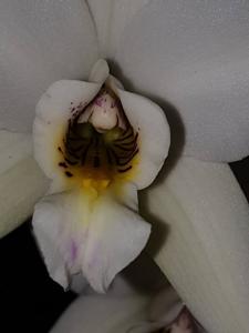 Laelia anceps subsp. dawsonii