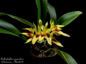 Bulbophyllum graveolens