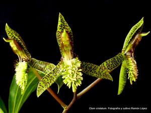 Catasetum cristatum