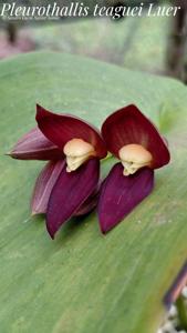 Pleurothallis teaguei