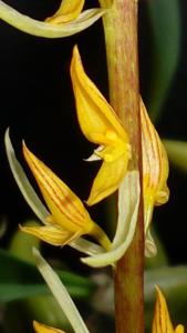 Bulbophyllum rufinum