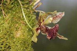 Kefersteinia tolimensis