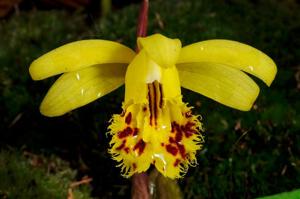 Pleione forrestii