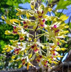 Dendrobium canaliculatum