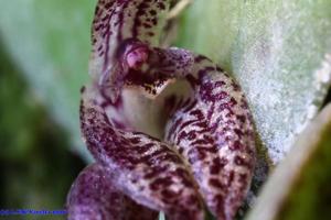 Acianthera rostellata